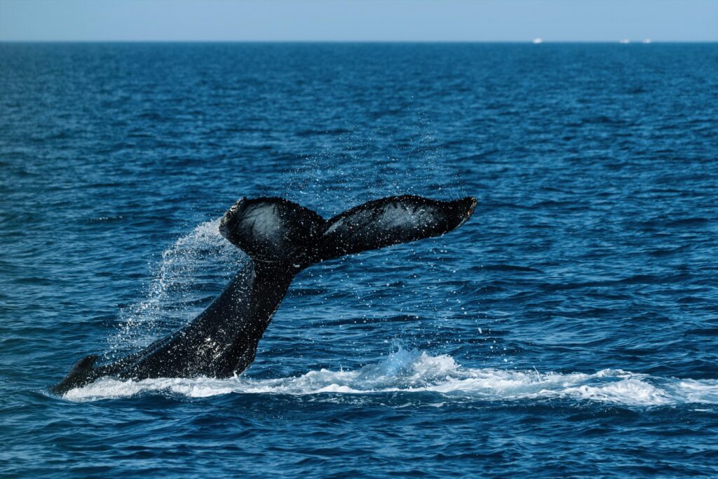 samana-whale-watching