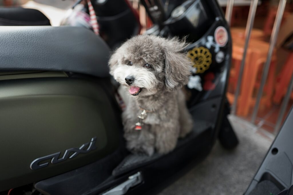 flying with a dog 
