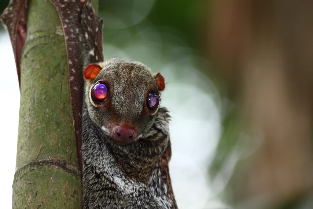 Colugo