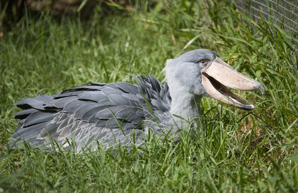 Shoebill