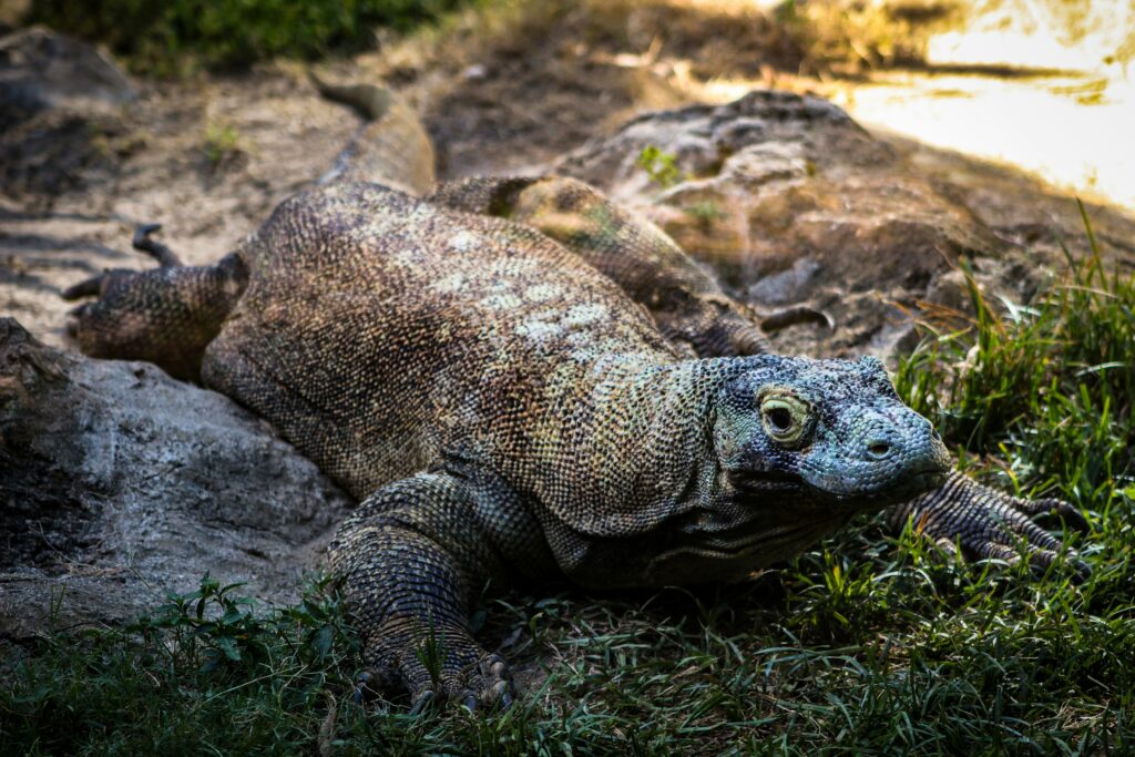 Komodo Dragon