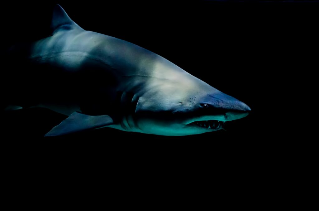  Basking shark