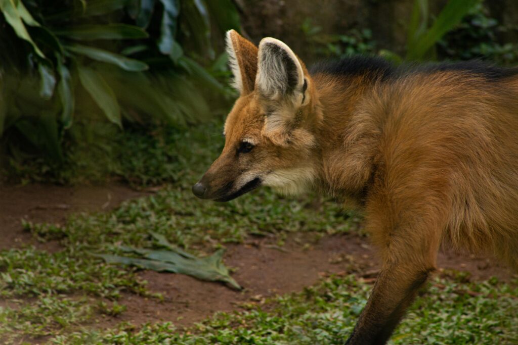 Maned Wolf