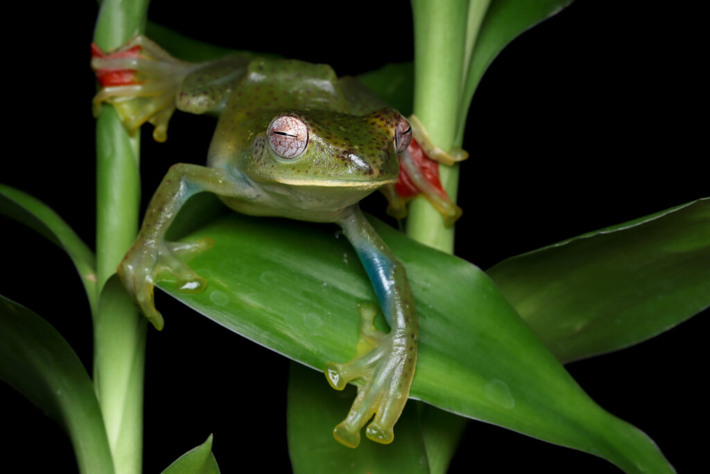 Glass frog