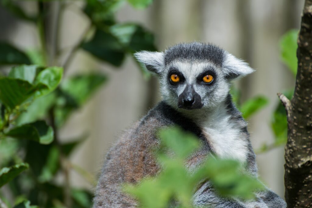 Aye-aye lemur