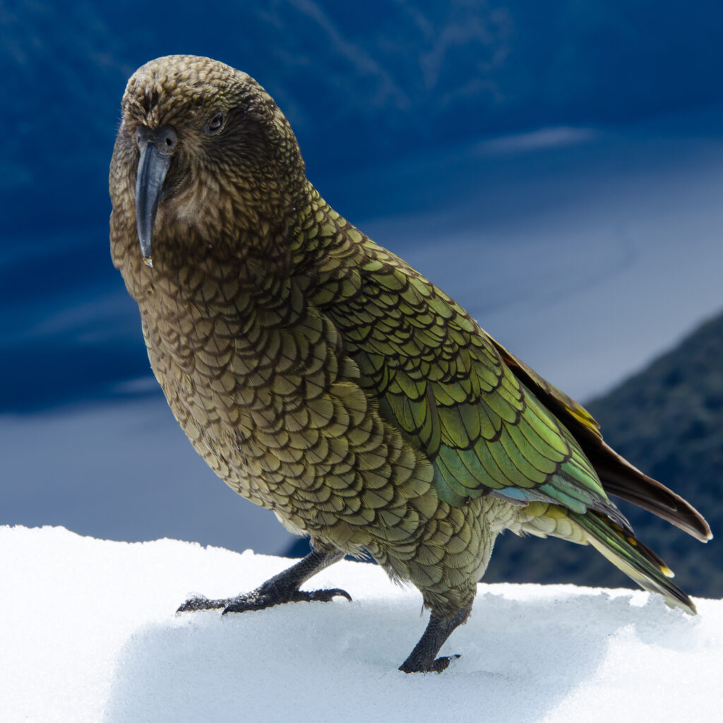 Kākāpō