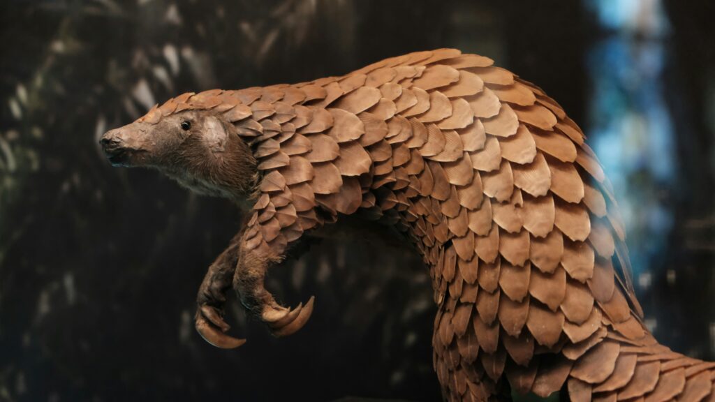  Pangolin