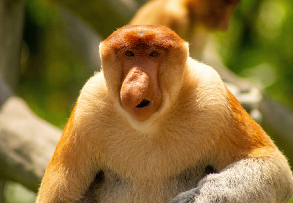 Proboscis monkey